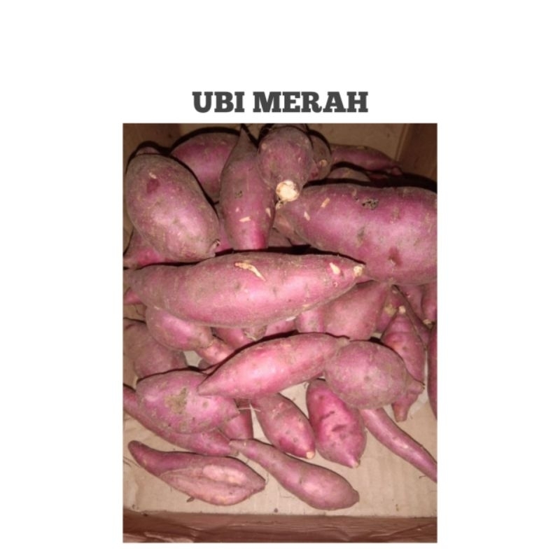 

UBI MERAH SUPER PRESH 1KG