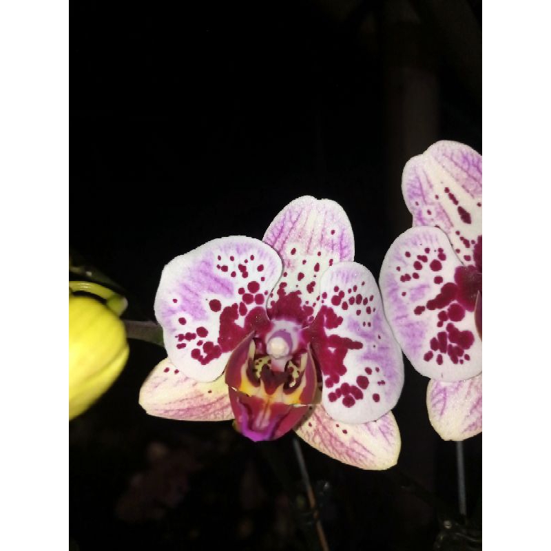 anggrek bulan premium pink bercak putih ungu bintik phalaenopsis hybrid bunga medium kondisi knop me
