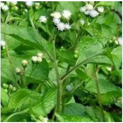 

DAUN BANDOTAN SEGAR