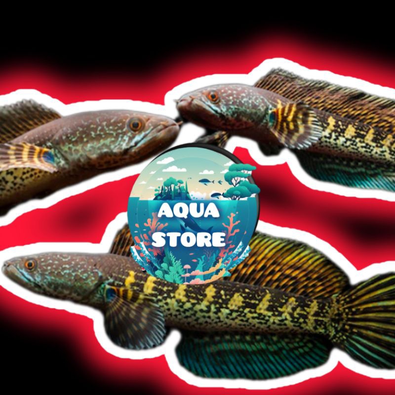 

PROMO PAKET 3 AURANTI 3-5 CM - CALON GONDRONG