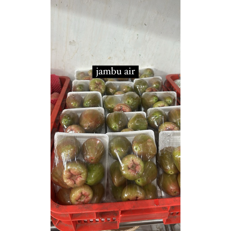 

buah jambu air madura cincalo hijau / citra merah 400-500 gram buah ya bukan bibit