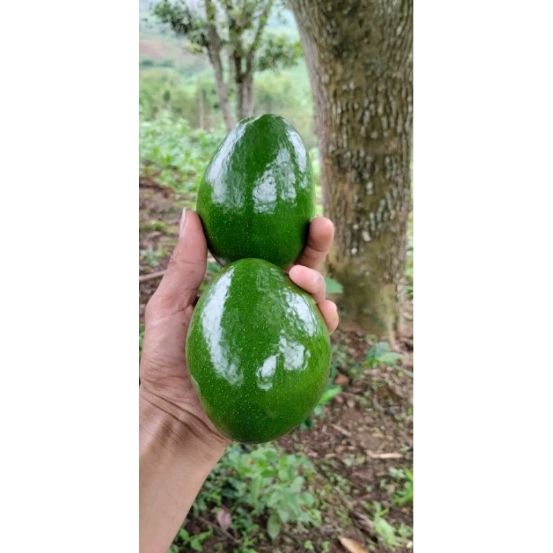 indukan bibit alpukat miki 1 meter