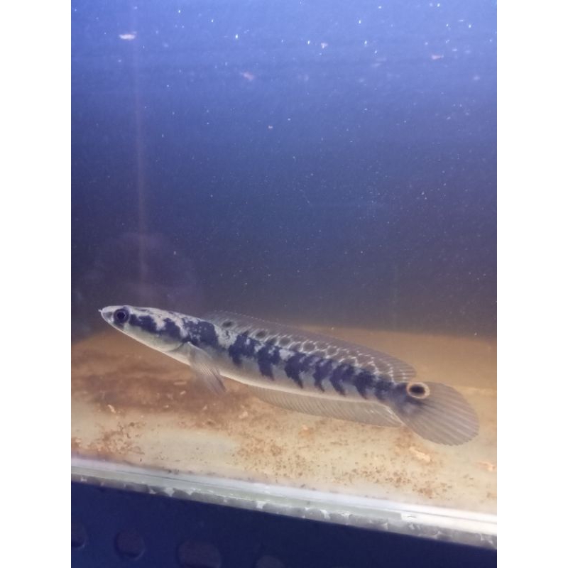 Ys simet rapi size 12cm