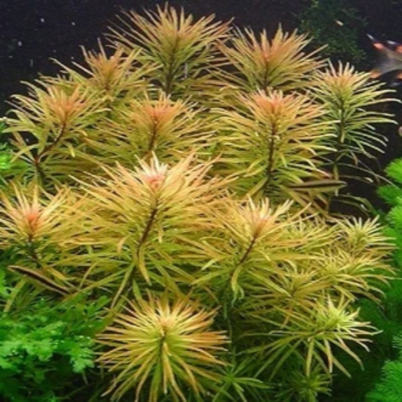 LUDWIGIA INCLINATA VAR. VERTICILLATA 'CUBA'