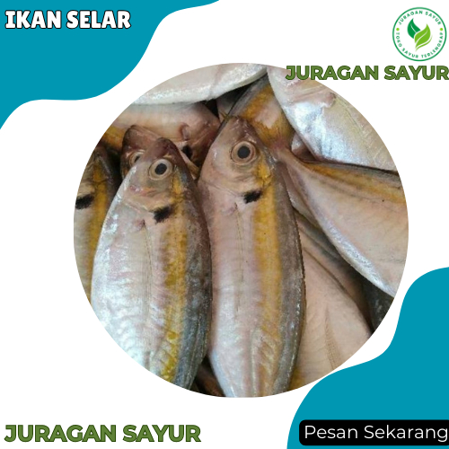 

Ikan Selar 1 Kg - Ikan Segar Selar - Ikan Segar Terdekat - Juragan Sayur
