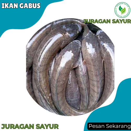 

Ikan Gabus Segar 1kg - Ikan Gabus Segar - Ikan Segar Terdekat - Juragan Sayur