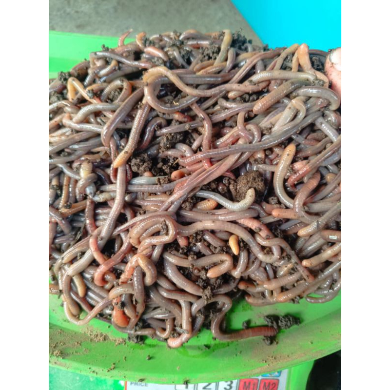 Cacing Baret Merah 500 gram fresh umpan mancing galatama lele
