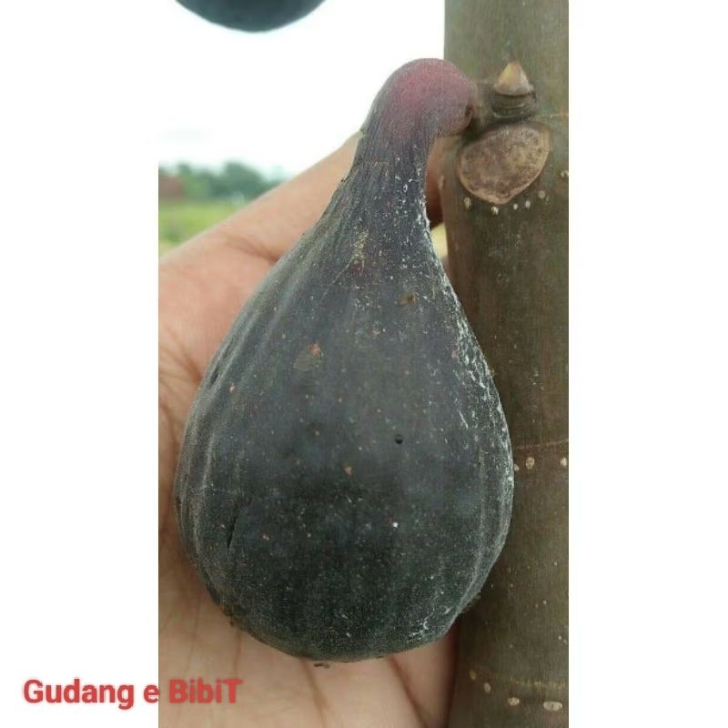 Bibit Buah Tin Black LDA | Tin Long De A'out
