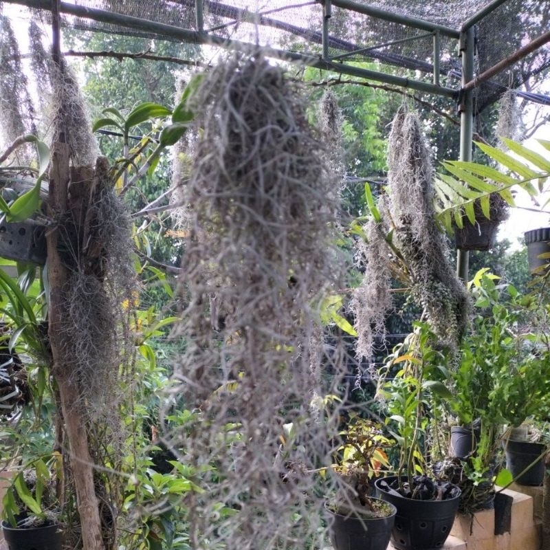 Spanish moss (Tillandsia usneoides)