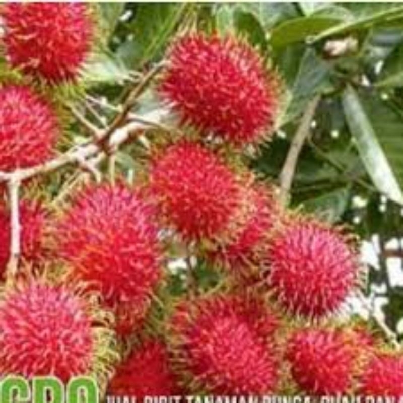 

Buah langka Rambutan Antalagi 1 kg