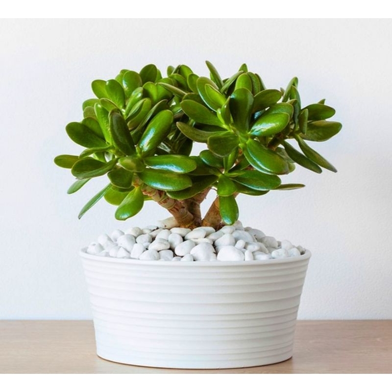 tanaman hias Jade plant - tanaman mini - tanaman giok