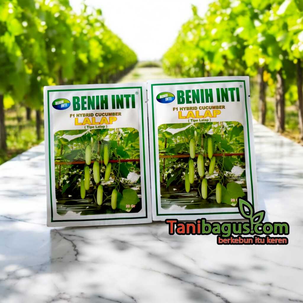 BENIH TIMUN F1 HYBRIDA LALAP 20GR - BENIH INTI