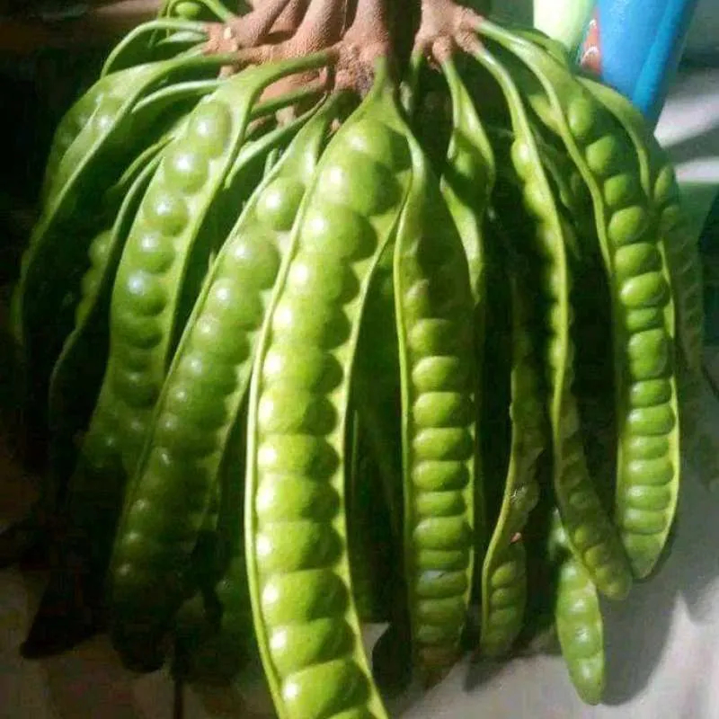 

Buah segar Premium 1KG PETE TUA [ HASIL PANEN PETANI ] Hasil Bumi langsung dari panen Petani, Buah Segar Fesh, Buah Hasil Panen READYSTOCK SIAP KIRIM, BUAH SAYUR SEHAT, BELANJA PRAKTIS MUDAH HEMAT DAN MURAH