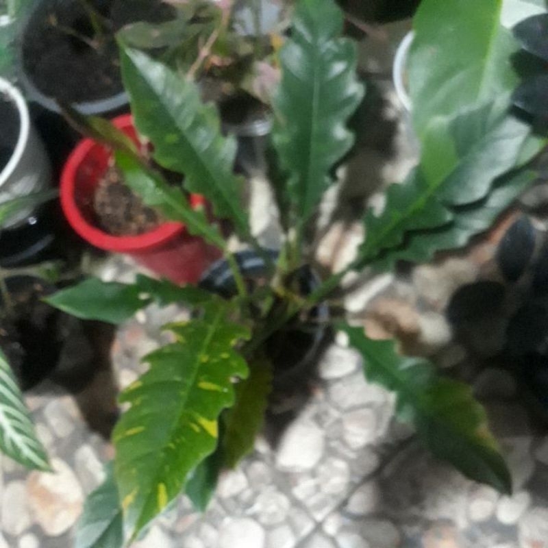 Philodendron Ring of fire