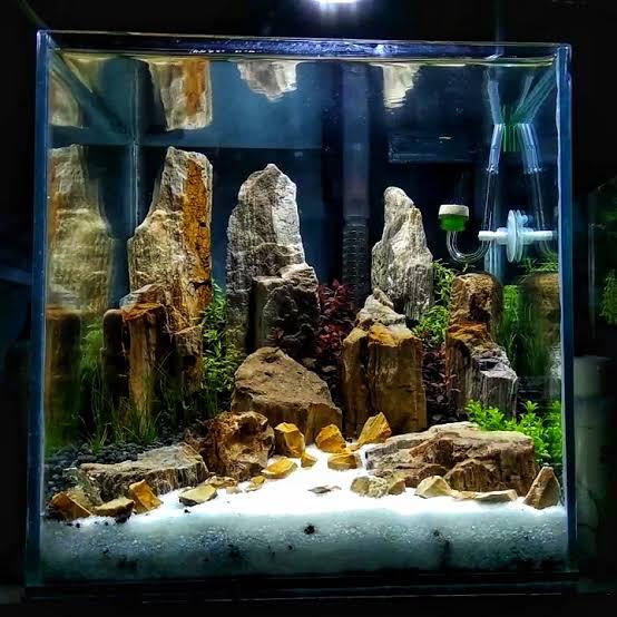 Batu Fosil Aquascape / BATU FOSIL KAYU 1KG batu aquascape batu taman batu aquarium paludarium