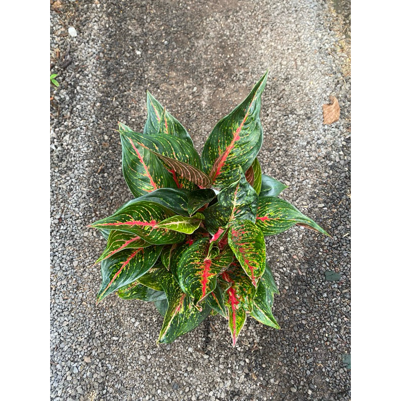 Aglaonema HOT LADY RUMPUN 6