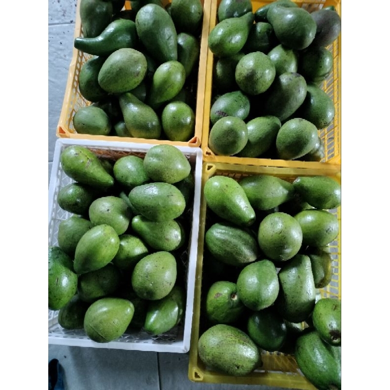 

alpukat mentega boyolali super grade A