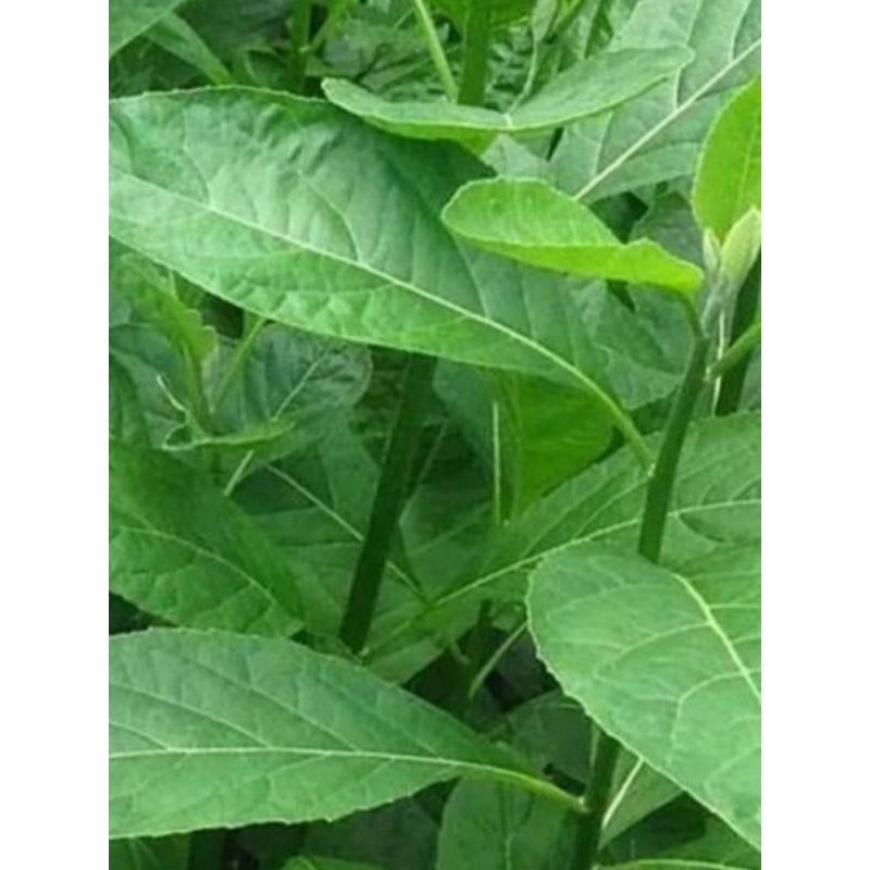 

DAUN AFRIKA daun sambung nyawa segar/fresh 250 gram