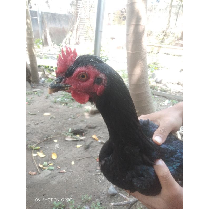 AyamBetina Birma Bangkok Jambul