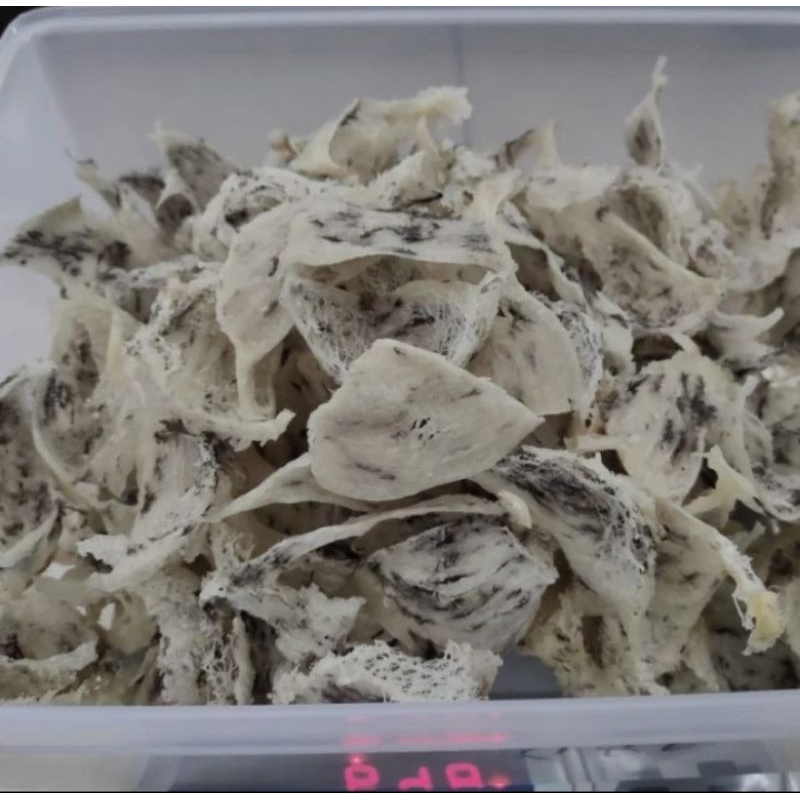 

Sarang Burung Walet Segitiga sudut kotor Tanpa Proses Raw Birdnest bird nest original murni fresh dari kandang harga per gram.