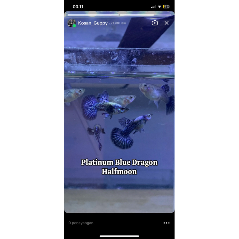 Kosan Guppy Platinum Blue Dragon Halfmoon