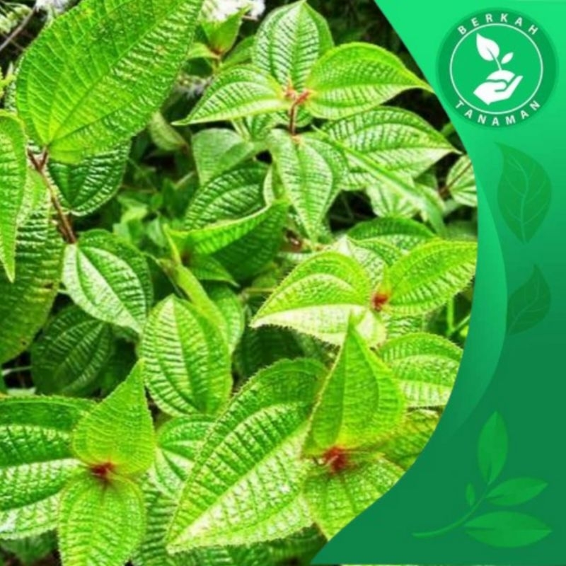 

TERMURAH Daun Harendong Segar per Lembar