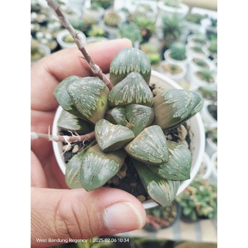 haworthia silver mutica