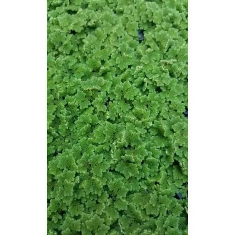AZOLLA 1 KG AZOLA MICROPHYLLA AZOLLA UNTUK PAKAN IKAN AYAM ENTOK BEBEK