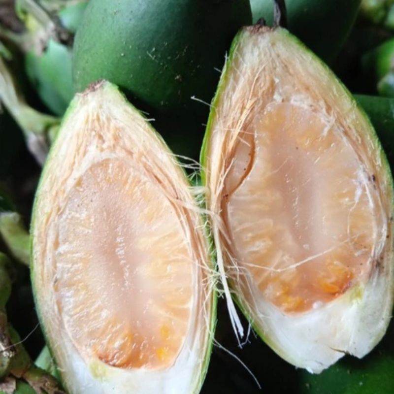 

Promo 1kg buah pinang jame muda segar