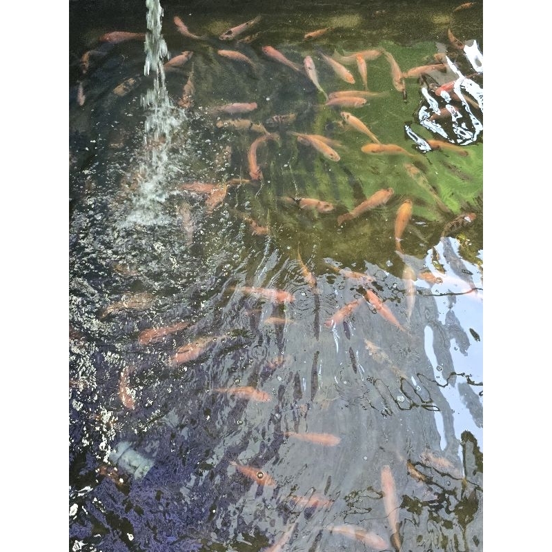 

ikan nila hidup segar