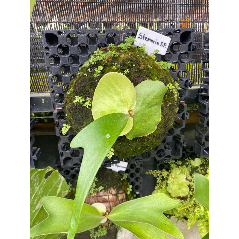 PLATYCERIUM STEMARIA SP REMAJA