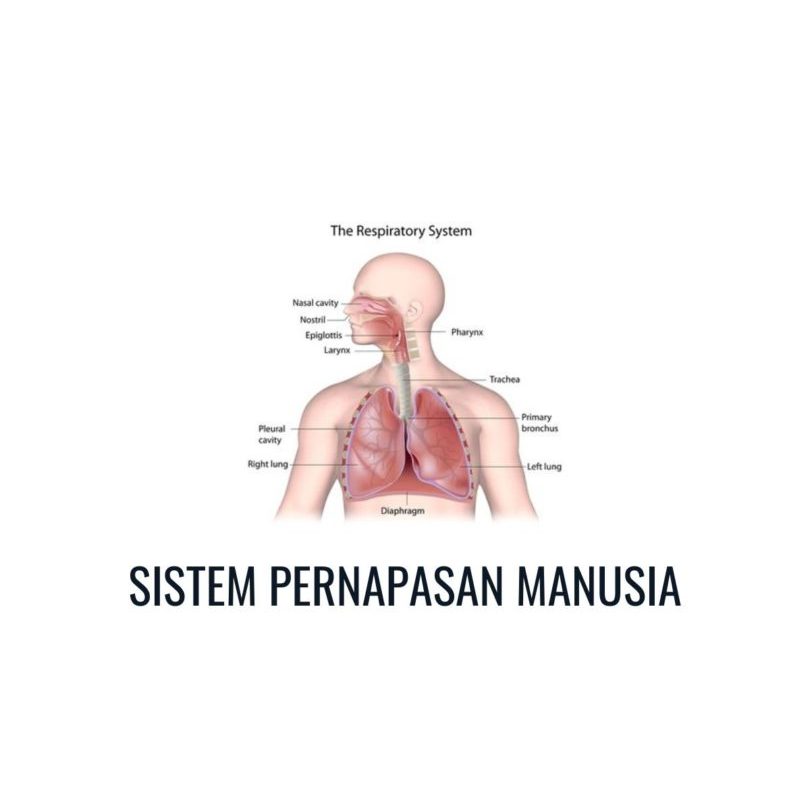 Tiens Cordy Cafe Coffee Kopi Penambah Durasi Tahan Lama dan Menambah Stamina Bikin Kuat Tianshi | Co