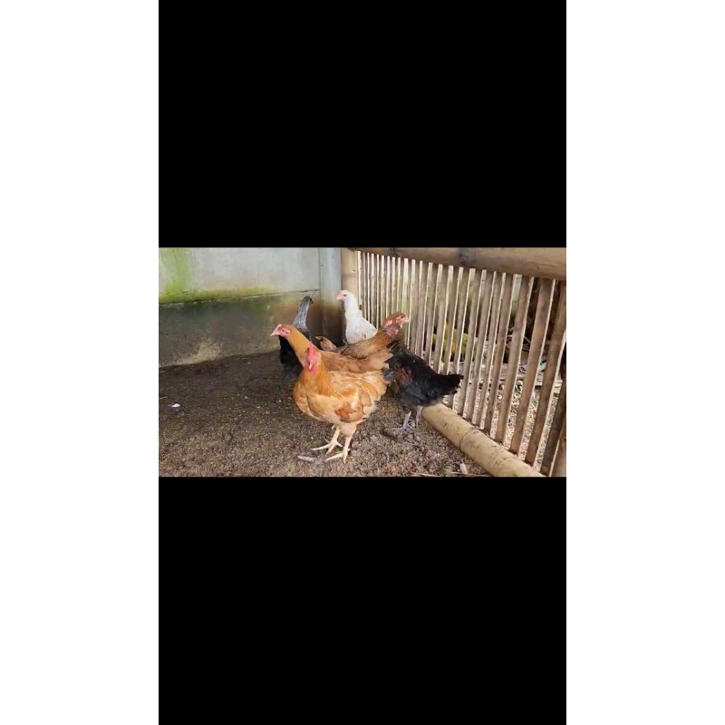 Paket Indukan ayam ULU (5 Betina 1 Jantan)