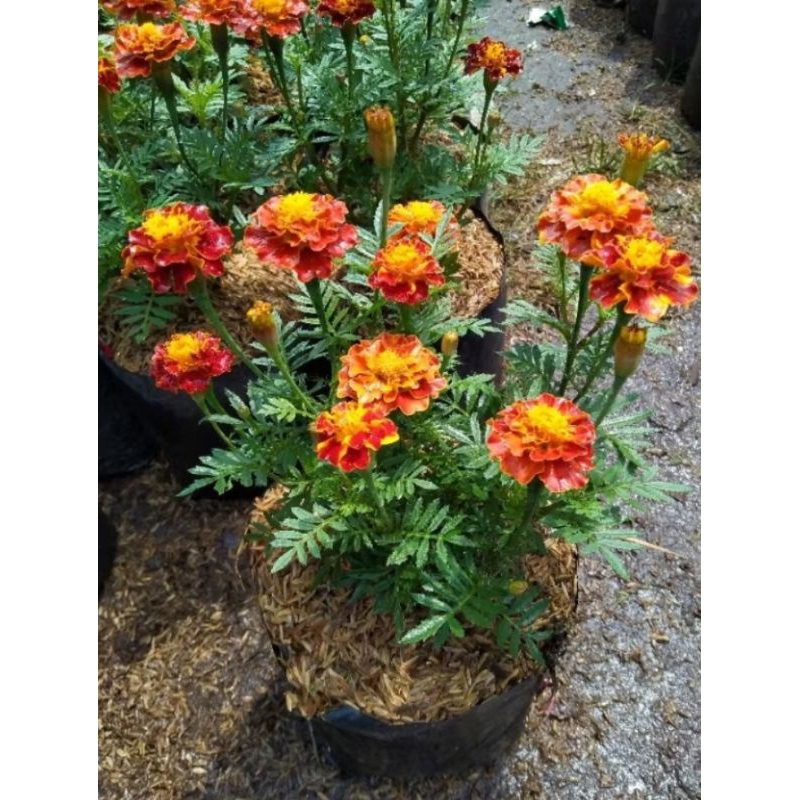 Tanaman Suyok | Panda Mulya | Tanaman Bunga Suyok