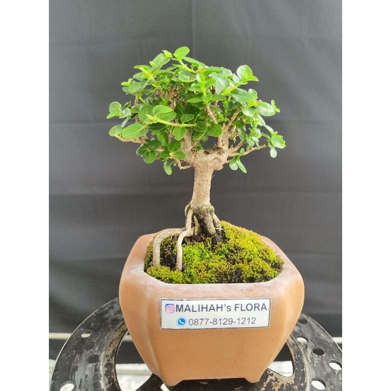 Bonsai Sancang small