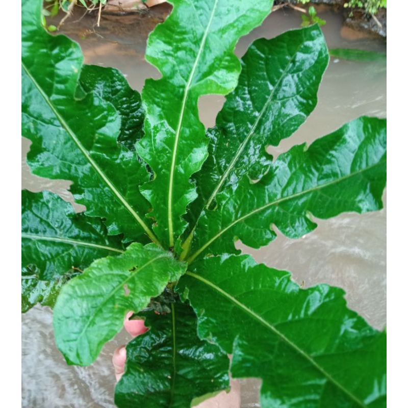 

Daun tapak liman (Elephantopus scaber) segar baru ambil