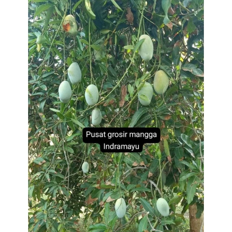 

MANGGA GAJAH