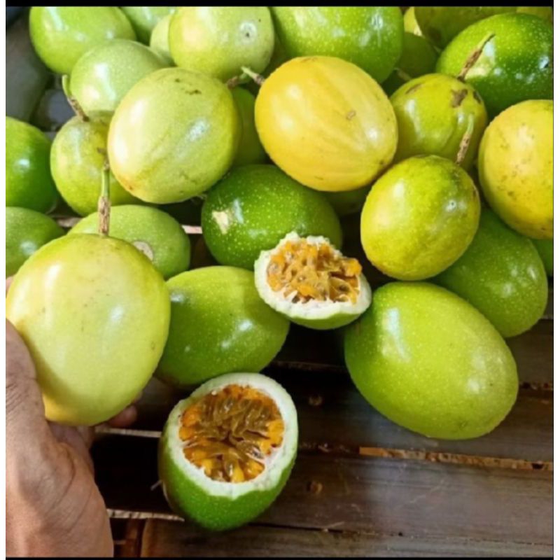 

Termurah Buah Markisa Matang di pohon isi 250 gram