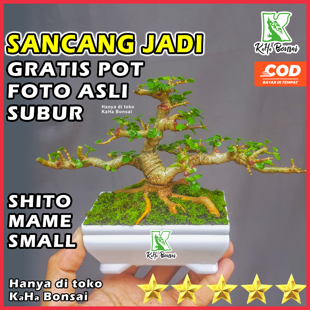 Bonsai Sancang Siap Pajang Free Pot Foto Asli Bibit Sancang Bahan Sancang Bibit Bonsai Sancang Bahan