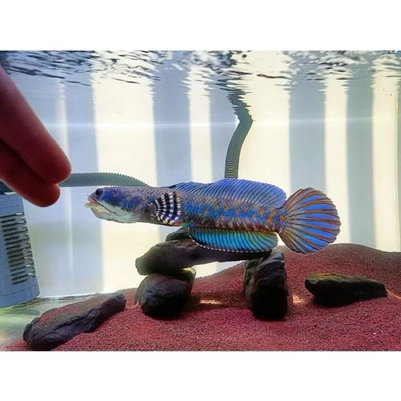 ikan blue pulchra size 10cm up