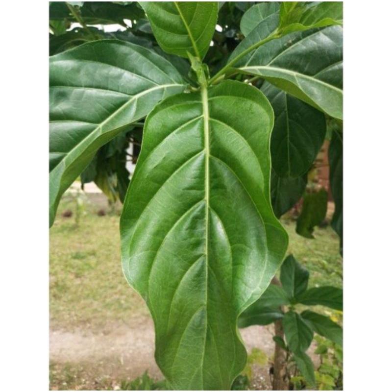 

daun mengkudu