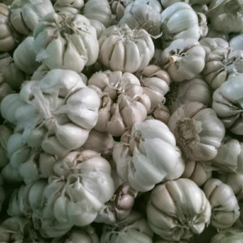 

bawang putih besar murah bawang bodas bersih besar murah