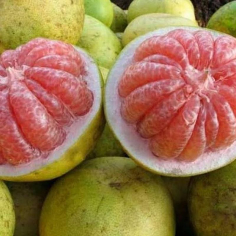 

Jeruk Bali pamelo merah 1 buah