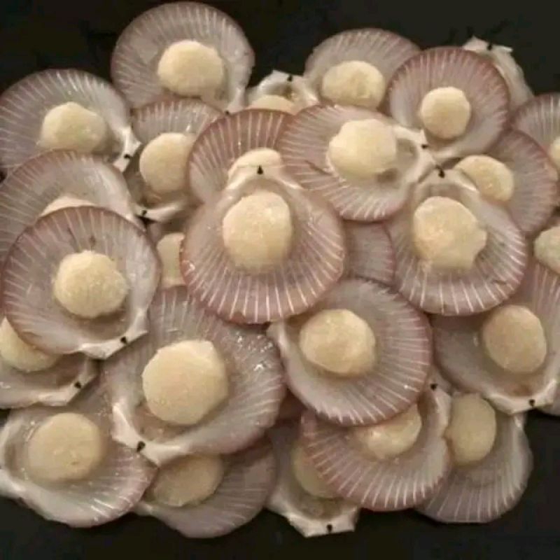 

daging kerang simping daging scalop merah putih