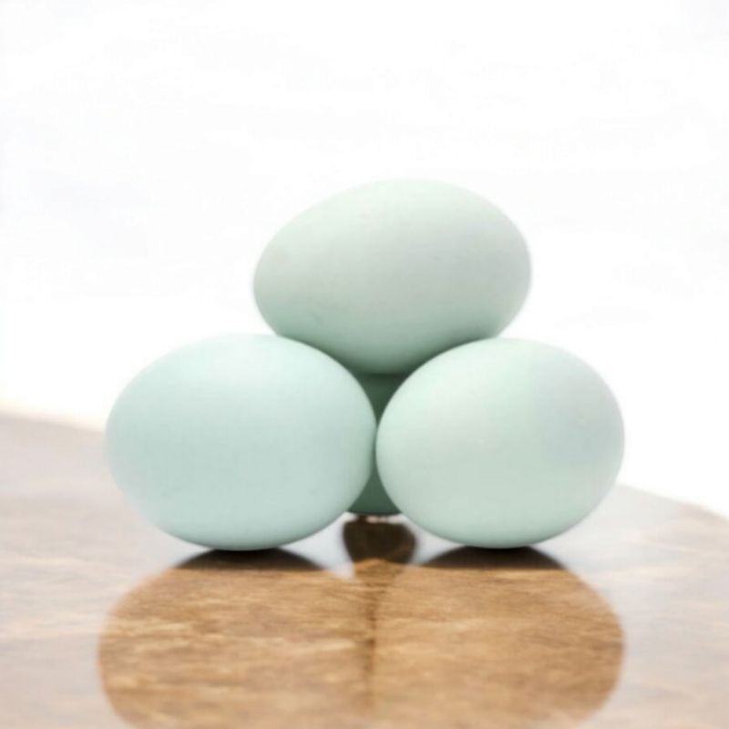 

Jual Telur Bebek Segar - Stok Fresh Setiap Hari