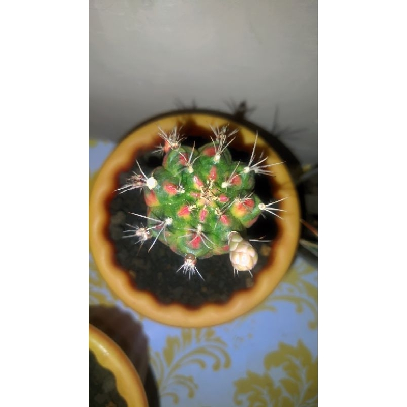 KAKTUS GYMNO VARIEGATA KAKTUS RARE