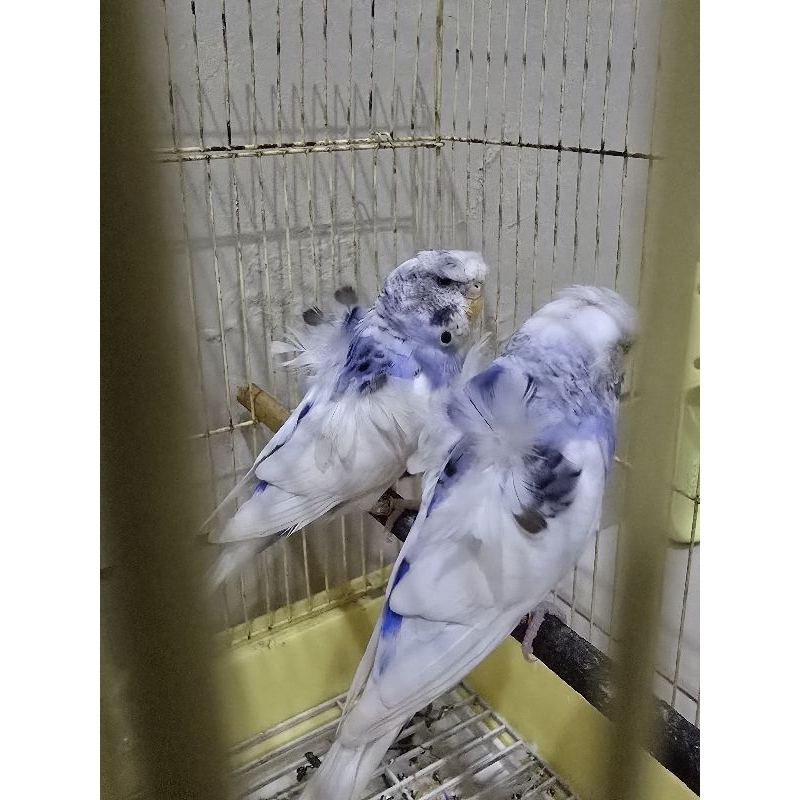 Parkit Hagoromo sepasang