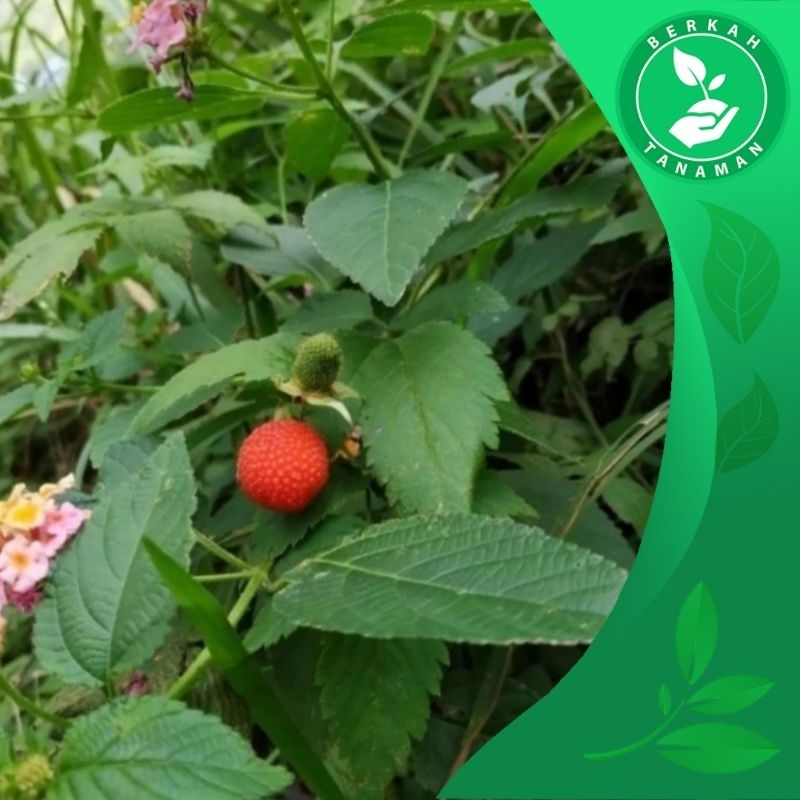 Bibit Arbei Hutan / Arben Hutan Buah Arben Hutan Langka