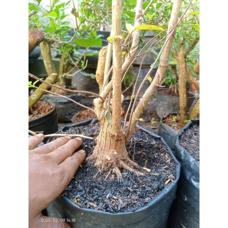 Bahan bonsai anting putri prokar bogel - akar keliling