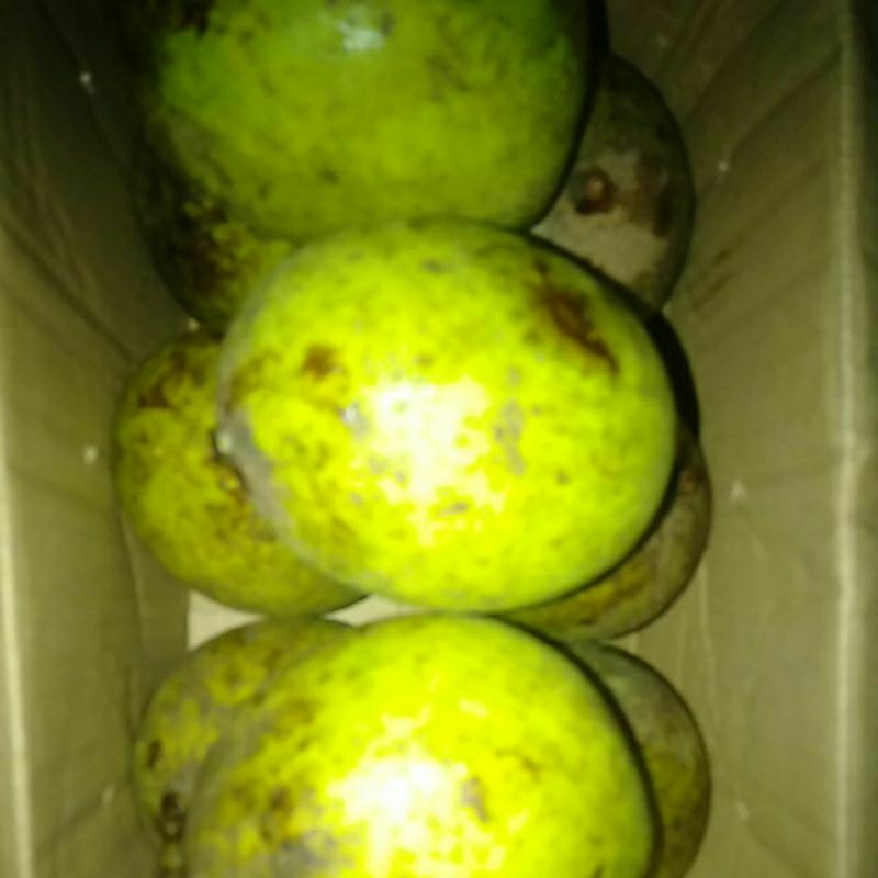 

Buah Mangga Kweni / Keweni / Kueni kg